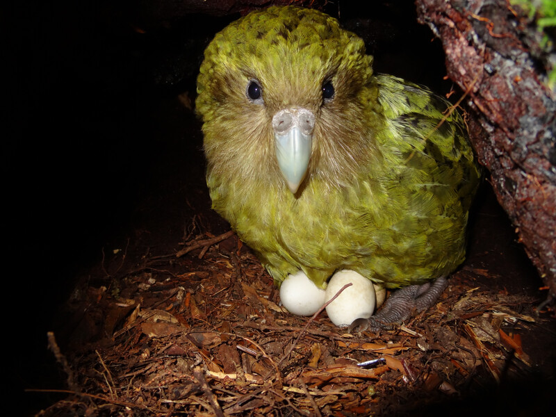 Kakapo on clutch